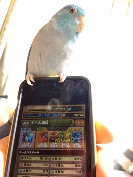 pazzleanddragonz