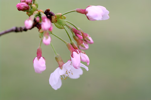2011.Sakura