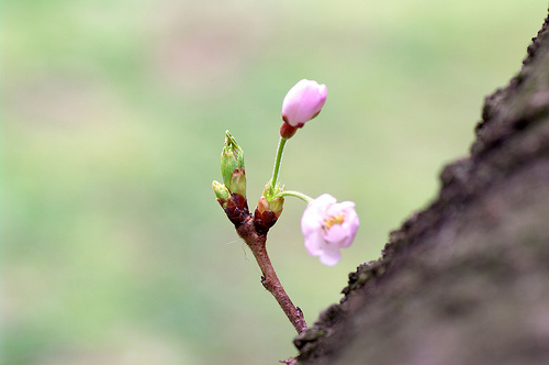 2011.Sakura