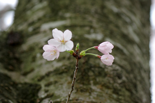 2011.Sakura